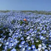 mist★匿名発送☆スピード発送の画像