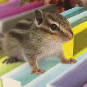 moonショコラ