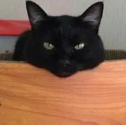 螢の画像