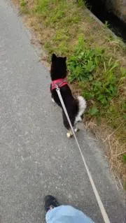ばたーの画像