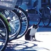 たぬきち