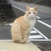 山猫軒☔️の画像