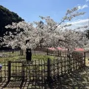 春巻きの画像