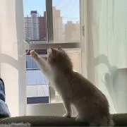 なつの画像