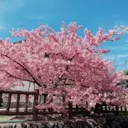 SAKURAの画像