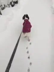 カリソンの画像