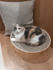 ピッピの画像