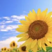 ボアの画像