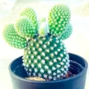 あめんぼの画像