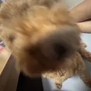 Ryuの画像