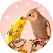 にゃんこ