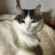 プクさん　(オーダーお受けしてません)の画像