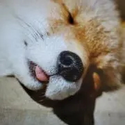 かぴ