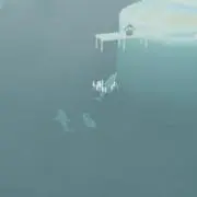 かめめの画像