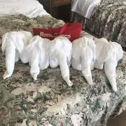 doの画像