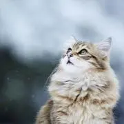 つるぎ