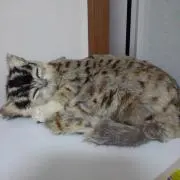 もっちの画像