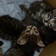 つぶ
