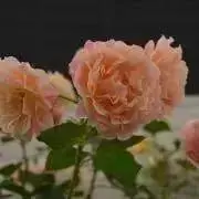 E♡