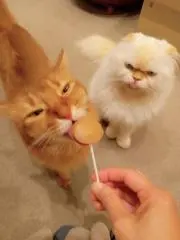 ポチヤツコ✩の画像