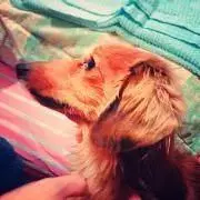 ぐだいまいの画像