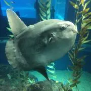 SOPHYの画像