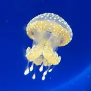 kurageの画像