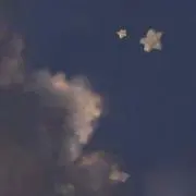 しらすの画像