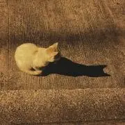くたねこ　匿名配送のみの画像