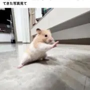 ハム子