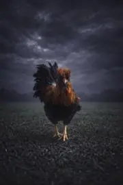 ニワ