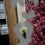カエルに帰る