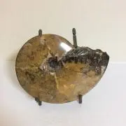異邦人の画像