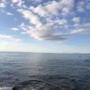 いちごの画像