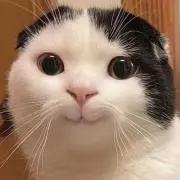noiの画像