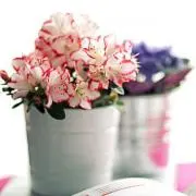 gardenia＊