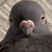 はとぽっぽの画像