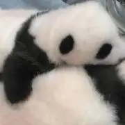 まいぴの画像