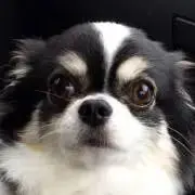 ゆめ