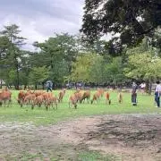 あにこの画像