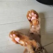 さみの画像