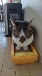 みほじゅんの画像