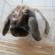 ココア