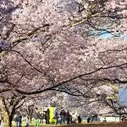 桜さくらの画像