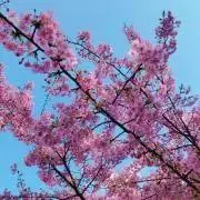 Sの画像