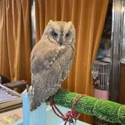 復着屋　felizの画像