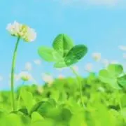クローバーズの画像