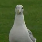 Nの画像