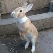 カーママ