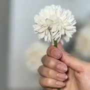 あーの画像